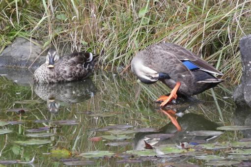 野毛山公園のカルガモ2 横浜,野毛山,公園の写真素材