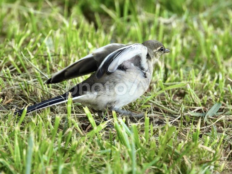 ポーズをとるハクセキレイの幼鳥 鳥,野鳥,ハクセキレイの写真素材