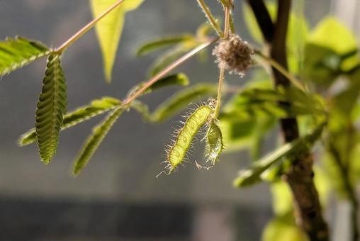 オジギソウの種 オジギソウ,種,花の写真素材