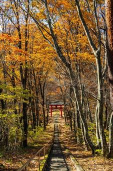 晩秋の長老神社⑷ 晩秋,紅葉,神社の写真素材