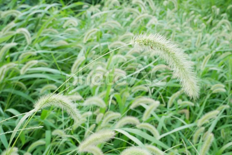 猫じゃらし［エノコログサ］ 猫じゃらし,ねこじゃらし,ネコじゃらしの写真素材