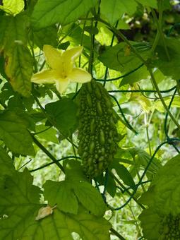 ゴーヤの花と実 ゴーヤ,ニガウリ,野菜の写真素材