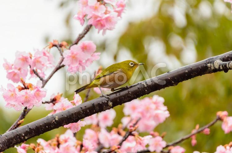 桜の枝に佇むメジロ メジロ,鳥,野鳥の写真素材