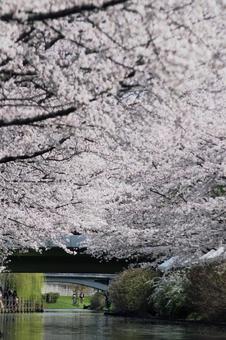 豪川河川敷 豪川河川敷の写真