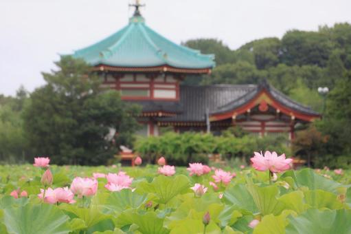 蓮の花と弁天堂(上野公園) 蓮の花と弁天堂(上野公園) ハス,蓮の花,上野公園の写真素材