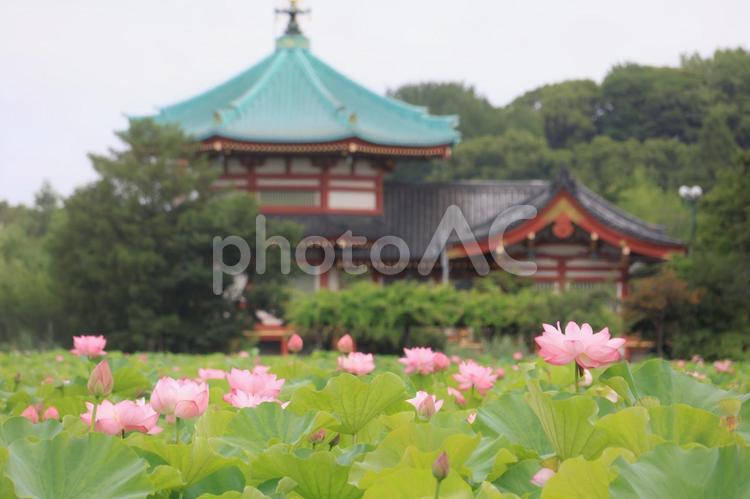 蓮の花と弁天堂（上野公園） ハス,蓮の花,上野公園の写真素材