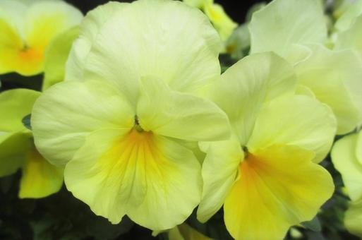 ビオラの花 ビオラの花の写真