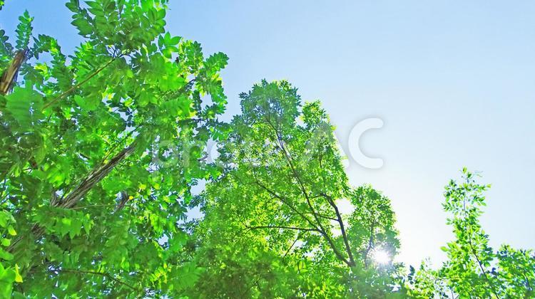樹木と空 木漏れ日,木洩れ日,樹木の写真素材