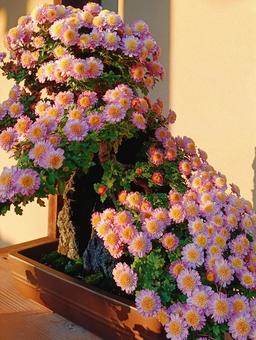 盆栽 フラワー,カラフル,ガーデニングの写真素材