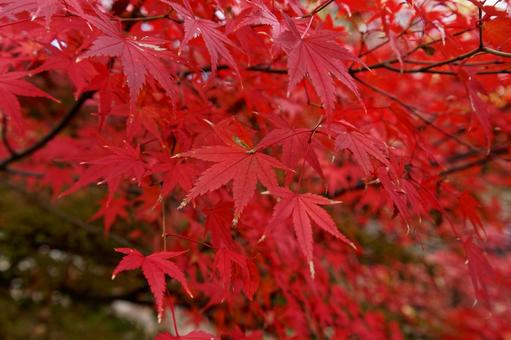 箱根の紅葉1 箱根の紅葉1の写真