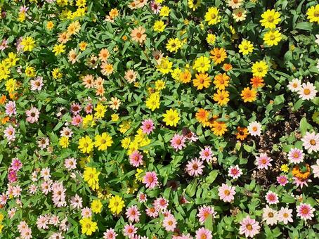 花畑 花畑の写真