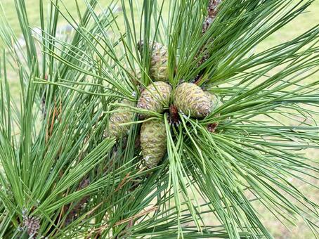 海岸沿いの青い松ぼっくり 松ぼっくり,松,木の写真素材
