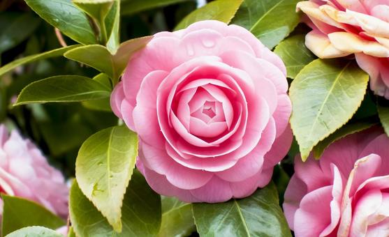 八重咲きのツバキ ツバキ,八重咲き,花の写真素材