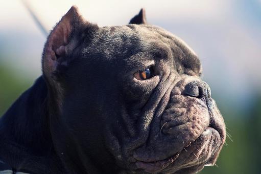 アメリカンブリー 犬,アメリカンブリー,いぬの写真素材