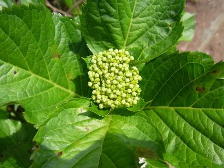 Photo, hydrangea, flower, plant, 