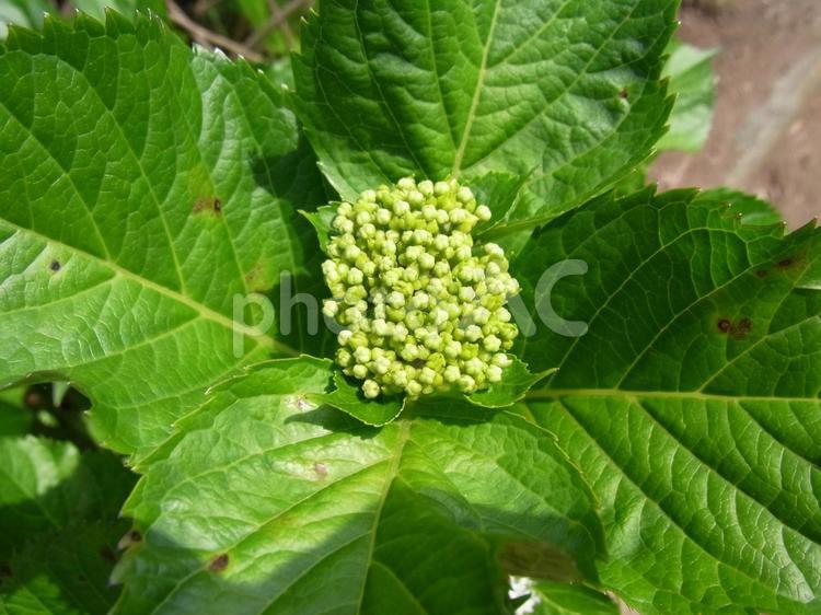 5月中旬、つぶつぶが見え始めたアジサイ アジサイ,花,植物の写真素材