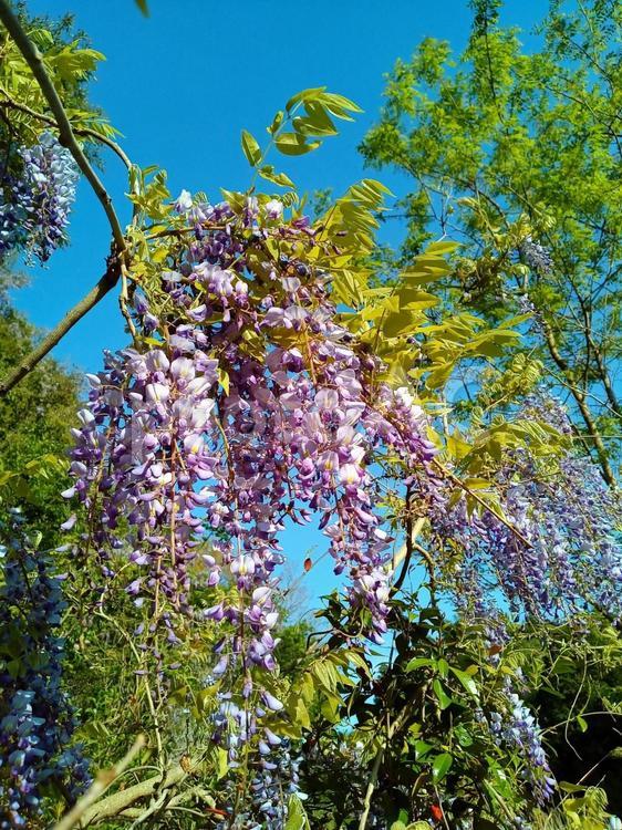 自然の中のフジの花 藤の花,紫の花,自然の写真素材