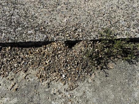 Photo, ant, an ant, ant nest, 
