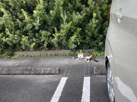 駐車場の猫12 駐車場の猫12 猫,駐車場,ねこの写真素材