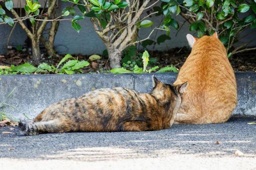 猫(238) 猫(238) 猫,食肉目,ネコ科の写真素材