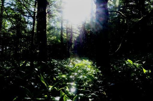 山の木漏れ日 草地,野山,花の写真素材