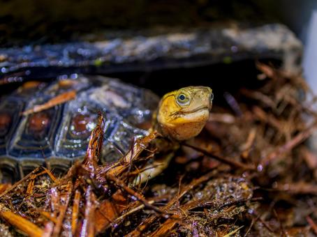 セマルハコガメのアップ セマルハコガメのアップの写真