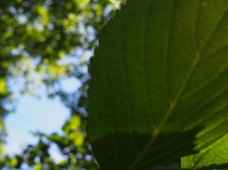 葉の写真