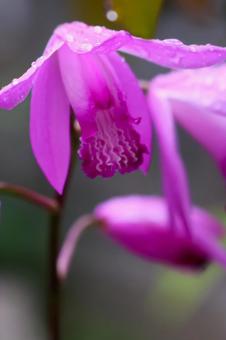 5月上旬の庭の雨上がりのシランの花 5月上旬の庭の雨上がりのシランの花の写真