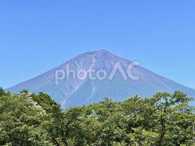 初夏の桜の木と富士山 富士山,新緑,初夏の写真素材
