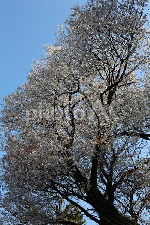 満開のサクラ12(横浜市内にて) サクラ,満開,桜の写真素材