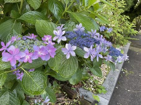 紫陽花の写真
