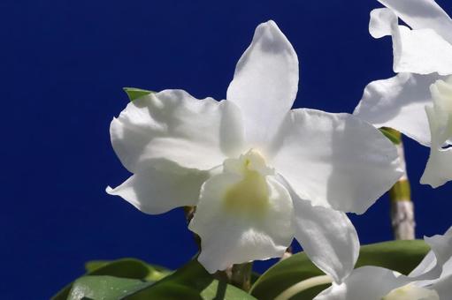 Photo, plant, flower, dendro, 