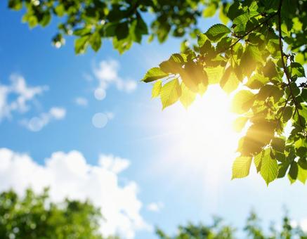夏の太陽 夏の太陽の写真