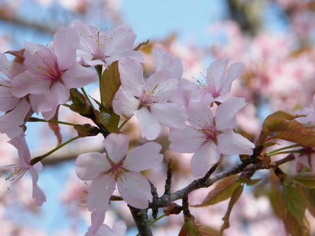 Cherry blossom petals, चेरी का पेड़, गुलाबी, पत्ती, JPG