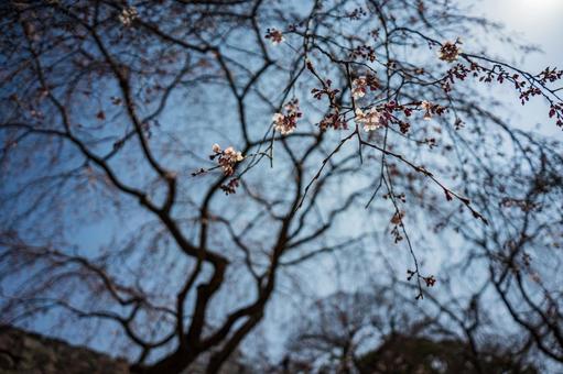 枝垂れ桜 枝垂れ桜の写真