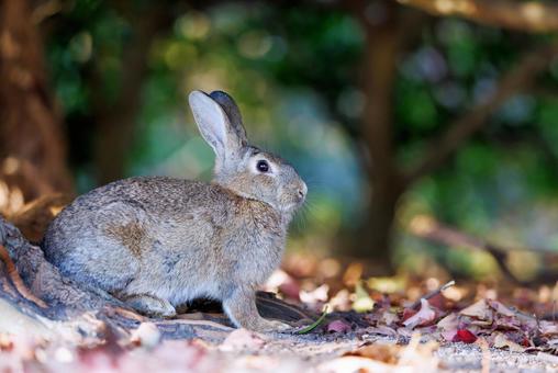 大久野島の兎 大久野島の兎 うさぎ,大久野島,野生動物の写真素材