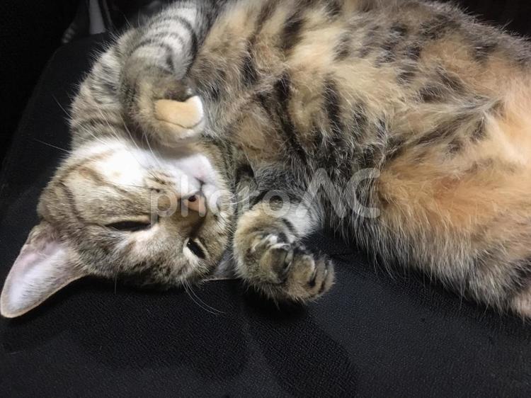 お休み中の猫 かわいい,ねこ,寝るの写真素材
