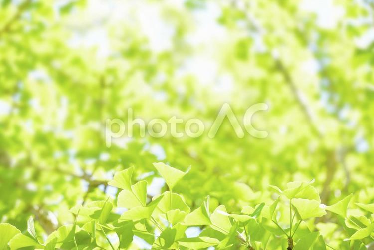 眩しい新緑の背景（イチョウ） 新緑,若葉,イチョウの写真素材
