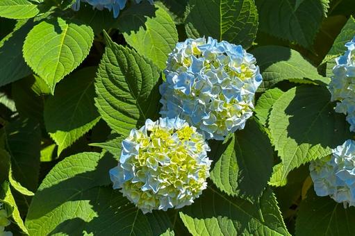 満開の青いあじさい3 満開の青いあじさい3 あじさい,北海道,7月の写真素材
