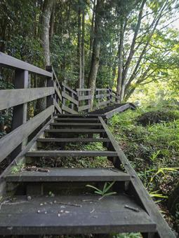 森へ続く木製の階段道 森へ続く木製の階段道 木製階段,森林,遊歩道の写真素材
