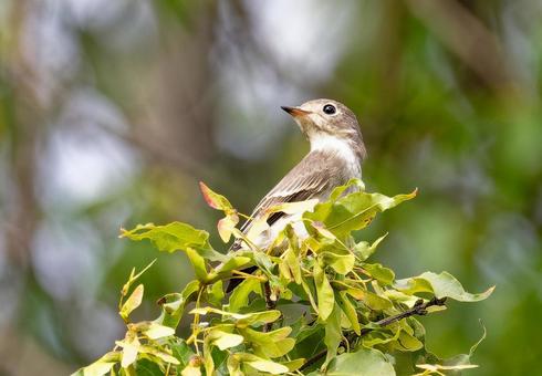 旅の途中④ 旅の途中④ コサメビタキ,夏鳥,野鳥の写真素材