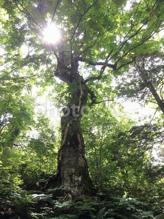 木のきらめき 木材,葉,木の写真素材