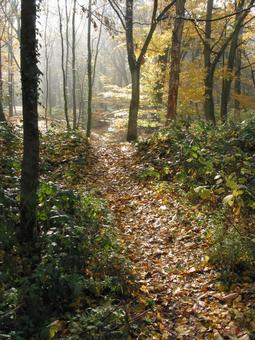 秋の山道 秋の山道の写真
