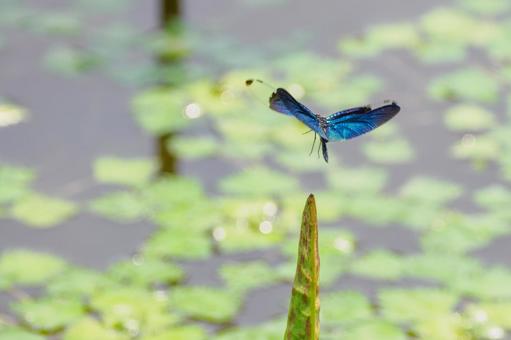 Butterfly dragonfly ⒀, JPG