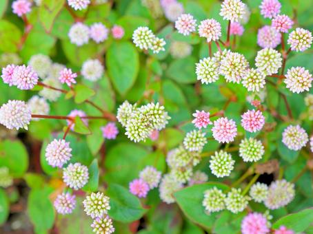 ヒメツルソバ1 ヒメツルソバ,ポリゴナム,カバープランツの写真素材