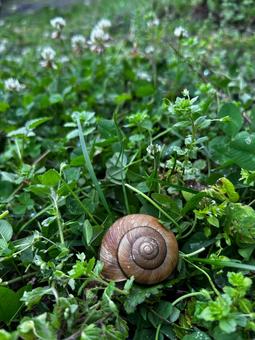 庭に佇むかたつむり 庭に佇むかたつむり かたつむり,蝸牛,雨あがりの写真素材