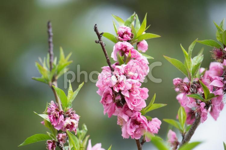 たくさん咲いた桃の花 桃,花,木の写真素材