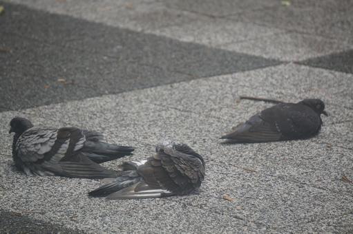 pigeon, JPG pigeon, JPG