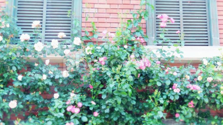薔薇が絡まるレンガ造りの建物 薔薇,ツタ,絡まるの写真素材