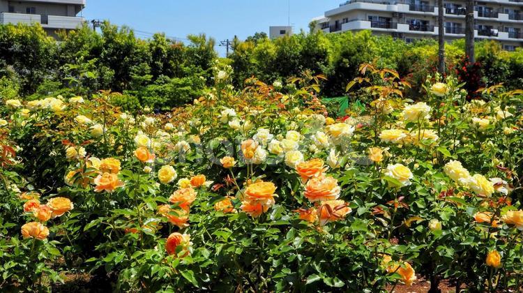初夏の谷津バラ園・黄色いバラ（習志野市） 初夏,薔薇,黄色の写真素材